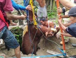 Damkar Kabupaten Magelang, Berhasil Selamatkan Sapi Yang Masuk Ke Dalam Sumur.