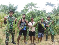 Satgas Pamtas Yonif Mekanis 403/WP, Lakukan Panen Kacang Panjang Bersama Warga Perbatasan RI-PNG.