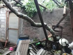Dua Buah Pohon Yang Dikeramatkan Oleh Warga, Roboh Timpa Dua Rumah.