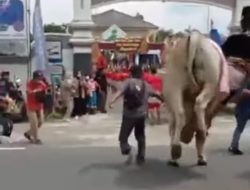 Kondisi Terkini Putra Bupati Sleman Usai Jatuh Saat Kirab Budaya.