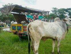 HUT Ke 7  Paguyuban Gerobak Sapi, Dihadiri Wabup Bantul.
