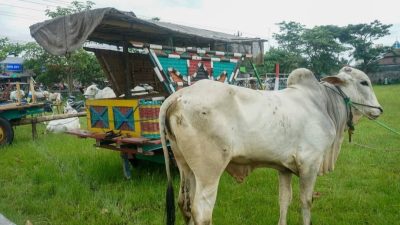 HUT Ke 7  Paguyuban Gerobak Sapi, Dihadiri Wabup Bantul.