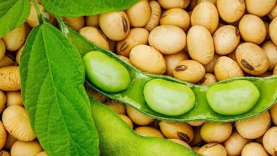 Catatan Pagi SURYAPOS, Ironi Harga Kedelai Di Negeri Yang Subur.