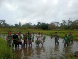 Mendukung Ketahanan Pangan, Satgas Yonif 123/RW Bantu Masyarakat Tanam Padi di Perbatasan