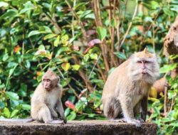 Lahan Pertanian di Selatan Gunungkidul Diserang Kawanan Kera Ekor Panjang, Lurah Planjan : Jumlahnya Ratusan