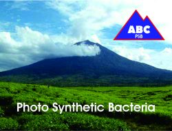 Photo Synthetic Bacteria