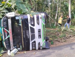 Tidak Kuat Menanjak, Bus Berpenumpang 11 Orang Terguling, 2 Orang Luka Ringan
