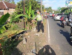 Truk Pengangkut Ayam Terjun ke Jurang Sedalam 3 Meter, Ratusan Ekor Ayam Mati