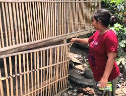 Kandang Ayam di Wilayah Wates Kulonprogo Disatroni Pencuri, Kerugian Mencapai Jutaan Rupiah