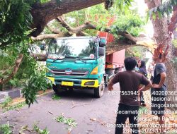 Pohon Munggur Perindang Jalan Tumbang di Ring Road Banguntapan