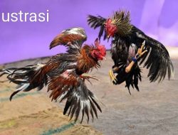 Waduh, Kalangan Judi Ayam di Banyuwangi “Kebal Hukum”