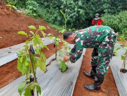 Tanam Selada, Tomat, Mentimun dan Bayam, Upaya Kodim 0505/Jakarta Timur Dukung Ketahanan Pangan