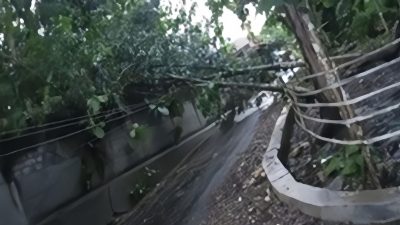 Hujan Deras Disertai Angin Sebabkan Pohon Tumbang di Kapanewon Nglipar