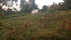 KWT Gampong Ladang Buka Lahan Pertanian Tanam Bawang Merah
