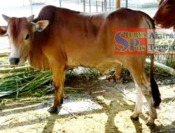 Tertipu Bukti Transfer Palsu, Suwarjoko Kehilangan Sapi Seharga 50 Juta