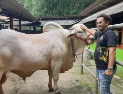 Sapi PO Milik Polisi di Bantul Dipilih jadi Hewan Kurban Presiden Jokowi