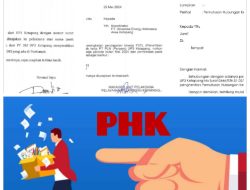 Perusahaan Vendor P2TL di PT. PLN (Persero) Ketapang PHK Karyawan. “PHK ini tidak Transparan”