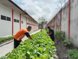 Warga Binaan Lapas Sampit Hijaukan Area Branggang dengan Menanam Sayuran