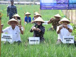 Jamin Ketersediaan Ketahanan Pangan, Lanal Yogyakarta Laksanakan Panen Raya