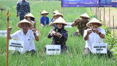 Jamin Ketersediaan Ketahanan Pangan, Lanal Yogyakarta Laksanakan Panen Raya