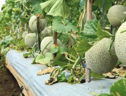 Klomtan Tani Maju Watusigar Ngawen Panen Perdana Rock Melon