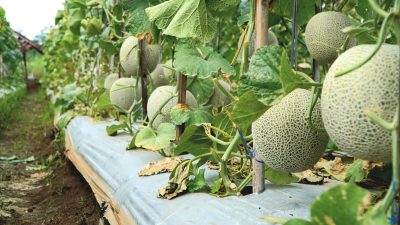 Klomtan Tani Maju Watusigar Ngawen Panen Perdana Rock Melon