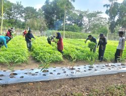 TP PKK Babel Bagi Sayur yang Ditanam di Rumah Gubernur ke Lansia dan Panti Asuhan