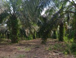 Oknum Kades Diamankan Terkait Dalang Pemortalan Lahan
