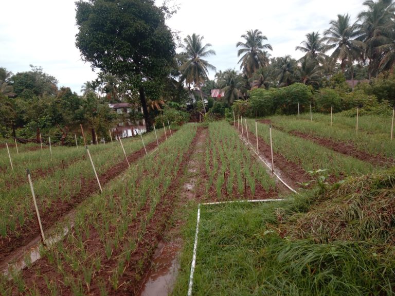 KWT Gampong Ladang Buka Lahan Pertanian Tanami Bawang Merah.