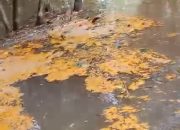 Tumpahan Minyak CPO Milik PT. MPL Cemari Sungai, Kades Gonis Tekam Angkat Bicara