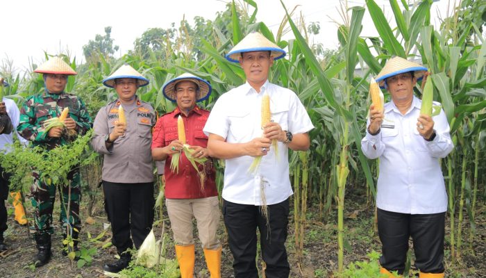 Tingkatkan Produktifitas Ketahanan Pangan, Lapas Kelas I Surabaya Sukses Panen 2 Ton Jagung
