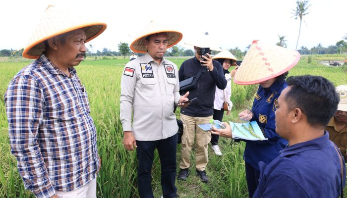 Kemenkum Jatim Dorong Beras Sintanur Lembah Raung menjadi Produk Indikasi Geografis