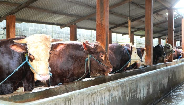 Jelang Idul Adha, Pemkab Gunungkidul Pastikan Ketersediaan Hewan Kurban