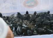 Tukik Penyu Lekang Berhasil Menetas dan Dilepasliarkan di Pantai Wediombo