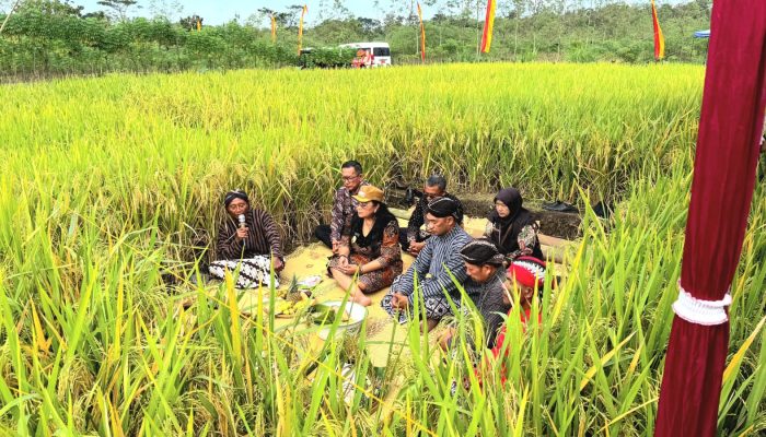Upacara Tradisi Methik Pari di Kalurahan Dengok, Bupati Janji Bantu Petani dengan Air dan Harga Gabah Stabil