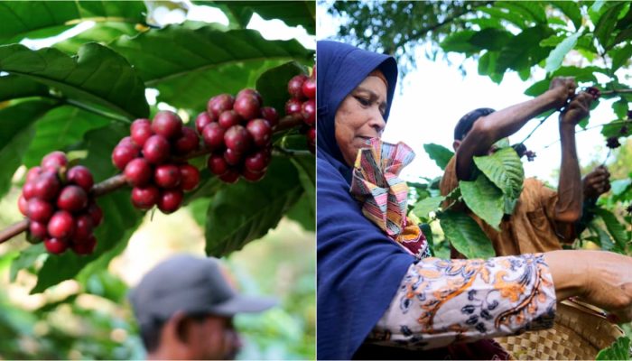 Dari Sejarah ke Kopi, Gunung Gambar Gunungkidul Bertransformasi sebagai Destinasi Wisata Edukasi