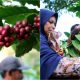 Dari Sejarah ke Kopi, Gunung Gambar Gunungkidul Bertransformasi sebagai Destinasi Wisata Edukasi