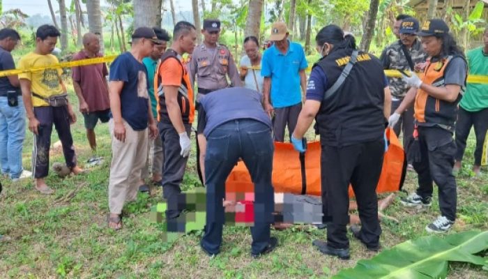 Nahas, Pria 67 Tahun di Kulonprogo Meninggal Jatuh dari Pohon Kelapa