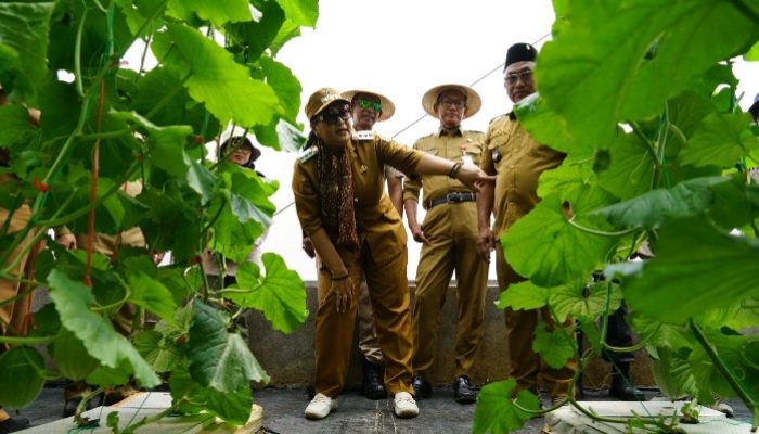 Pemanfaatan Danais DIY, Pacarejo Kembangkan Greenhouse Melon dan Singkong Super