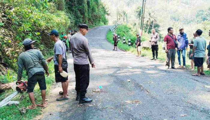 Melintas di Jalan Samigaluh, Pria Asal Bantul Tewas Tertimpa Pohon Tumbang
