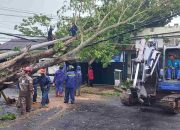 Pohon Sono Kapuk Setinggi 10 Meter Roboh, Rumah Warga Rusak dan Lalu Lintas Sempat Lumpuh