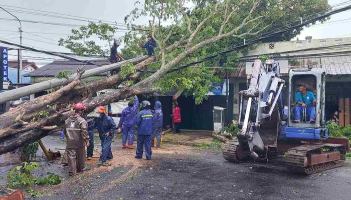 Pohon Sono Kapuk Setinggi 10 Meter Roboh, Rumah Warga Rusak dan Lalu Lintas Sempat Lumpuh