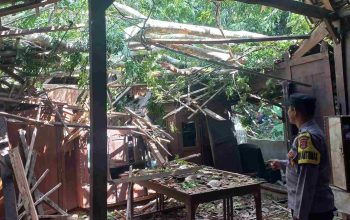 Pohon Segawe Roboh di Pringsanggar, Polisi Pastikan Tak Ada Korban Jiwa