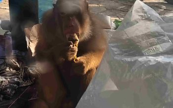 Beruk yang Serang 3 Warga di Gading Akhirnya Ditangkap, Balita Jadi Korban