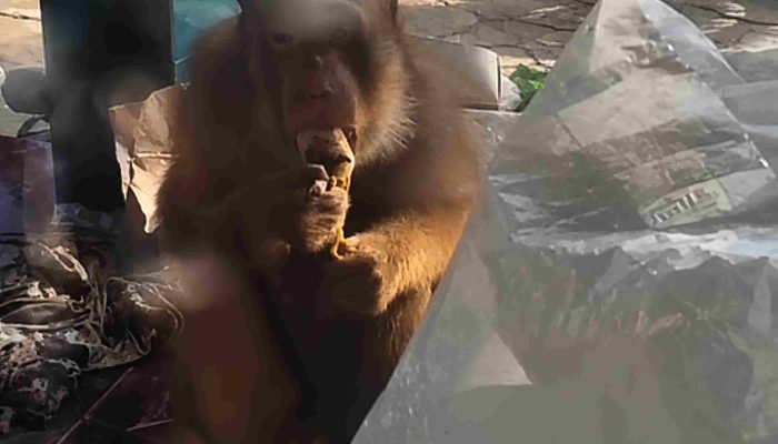 Beruk yang Serang 3 Warga di Gading Akhirnya Ditangkap, Balita Jadi Korban