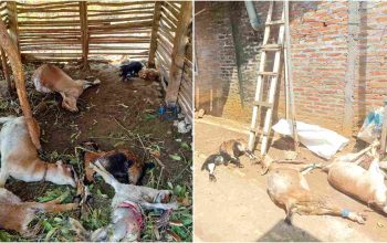 7 Kambing Warga Tepus Mati Diserang Hewan Liar, 2 Anak Kambing Hanya Tersisa Kulit
