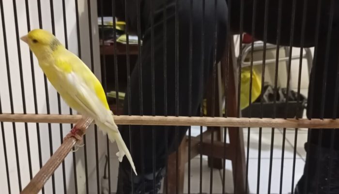 Burung Kenari Rp 3 Juta Dicuri dari Teras Rumah, Polisi Tangkap Pelakunya