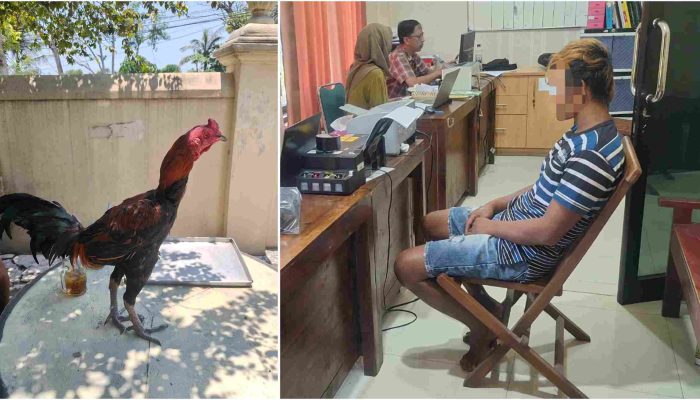 Curi Ayam Bangkok Tetangga di Bantul, Pelaku Ternyata Residivis