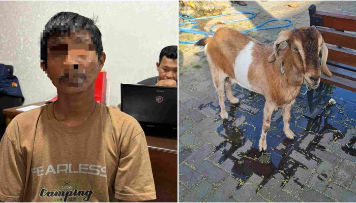 Diduga Curi Kambing Senilai Rp 1,1 Juta, Pria di Bantul Ditangkap Polisi