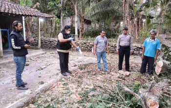 Petik Sawo, Pria 66 Tahun di Kulonprogo Jatuh dari Pohon Setinggi 3 Meter hingga Meninggal Dunia
